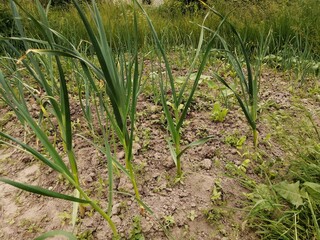 onions grows on the garden bed garden branch bush