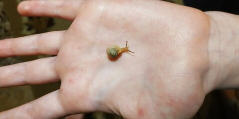 Little snail sitting on a children's hand