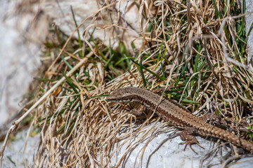 Common wall lizard resting in grass