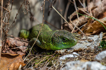 European green lizard close up	