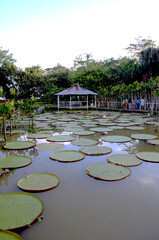 beautiful lake in the peruvian jungle
