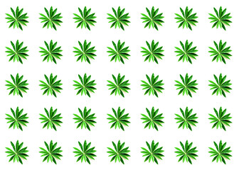 Pattern from green leaves on white background. Hello Summer concept. Creative copy space for design.