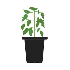 Tomato Plant Icon, Tomato Transplant, Black Gardening Container Icon Vector Illustration Background