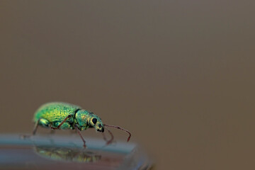 Green worm beetle on glass
