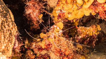 Close up of Banded Coral Shrimp in a sponge of coral reef of the Caribbean Sea / Curacao