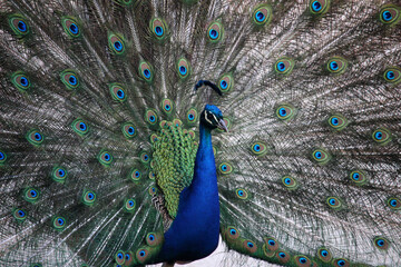 Obraz premium Male of peacock or Pavo cristatus with tail unfolded 