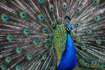 Fototapeta na wymiar Pavo real macho con la cola abierta y mostrando sus plumas