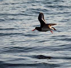 beautiful oystercatcher bird flying over serene blue fjord water