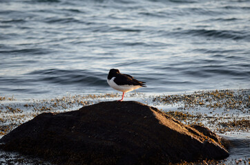 oystercatcher bird by sea shore in bright dawn sunlight
