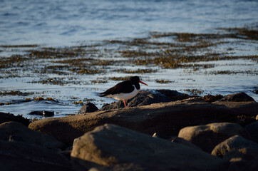 oystercatcher bird by sea shore in bright dawn sunlight