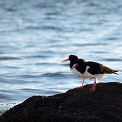 oystercatcher birds standing on sea shore rock in sunlight