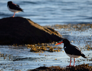 oystercatcher birds standing on sea shore rock in sunlight