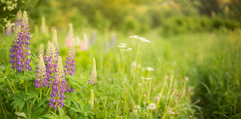 Wild flowers Lupin