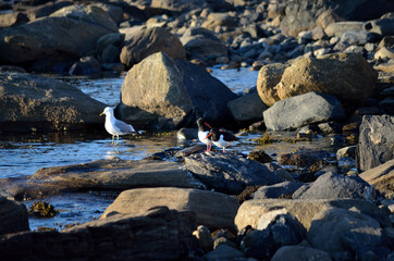 seagull and orange oystercatcher birds on sea shore in sunlight