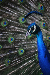 Fototapeta na wymiar Male of peacock or Pavo cristatus with tail unfolded 
