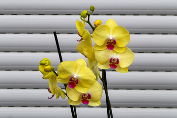 Beautiful yellow orchid flowers are blooming in the greenhouse