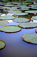 beautiful lake in the peruvian jungle
