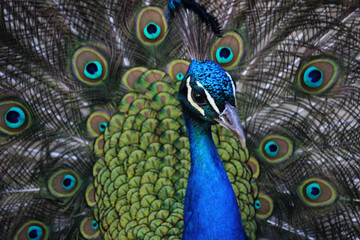 Fototapeta na wymiar Retrato de un pavo real con la cola abierta y mostrando sus plumas