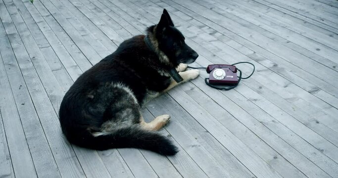 the dog sits in front of a stationary phone and wants to eat. call and order food. 