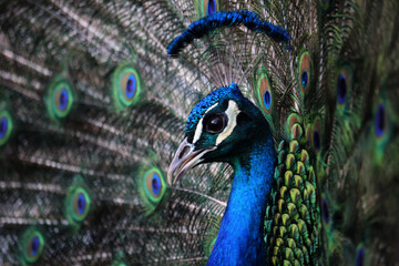 Detalle de la cabeza de un pavo real macho