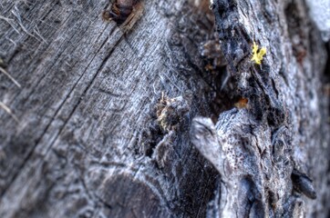 rough weathered tree log texture bark surface macro
