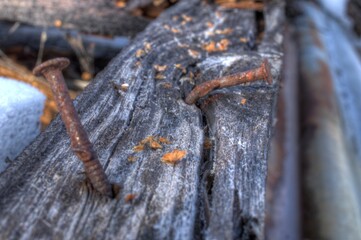 old weathered tree log with rusted old nails macro