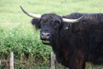 Portrait eines Galloway Bullen