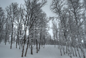 beautiful vivid birch tree forest in easter with ski tracks and deep snow