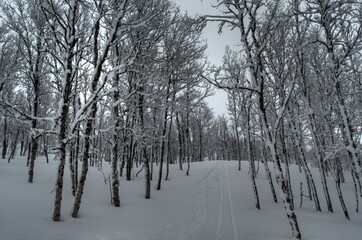 beautiful vivid birch tree forest in easter with ski tracks and deep snow