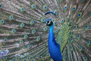 Fototapeta na wymiar Pavo real con la cola abierta y mostrando sus plumas 