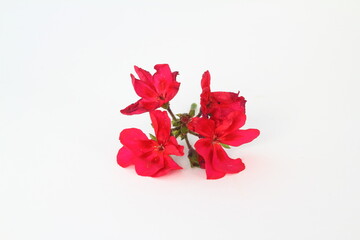 pelargonium flower on a white background, 
