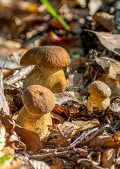 Summer cep mushroom (Boletus reticulatus) growing in the forest.Close up,macro.