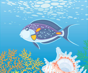 Exotic multi colored parrotfish swimming over a quaint shell among thick branches of colorful corals in blue water of an amazing tropical reef in a warm southern sea, vector cartoon illustration