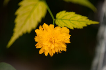 Yellow flower and light green leaves