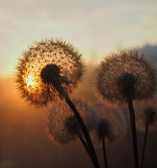 Dandelion at orange sunset. Fluffy dandelion against sunset front sun close up, blurred background. Ikebana of dried Dandelion flowers