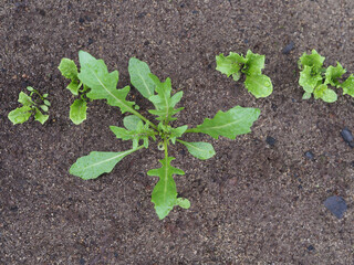 Green leaves of spicy arugula grass in the kitchen garden in spring, top view. Early harvest Eruca sativa for vegans and vegetarians. Gardening and farming in rural areas