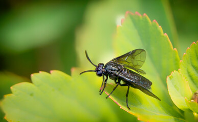 A fly on a branch of a plant, Close up.