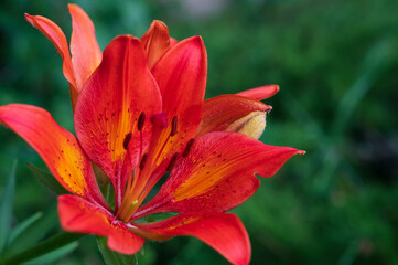 Fototapeta premium red yellow flower and green leaves