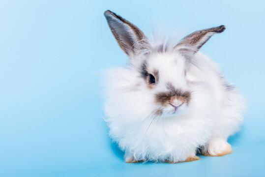 Portrait images of Fat rabbit, brown fur and logn ears which sparkling eyes On blue soft background, to pet and animal concept