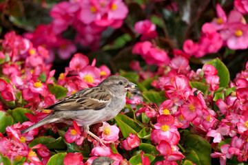 Closeup cute female house sparrow or passer domesticus gathering food in a pink blooming flower...