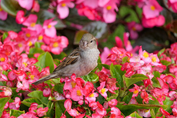 Closeup single cute looking house sparrow or passer domesticus sitting on a pink flower blossoms of...