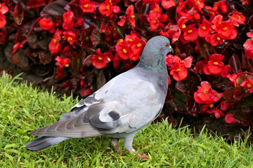 Fototapeta premium One closeup feral pigeon or city dove in green grass before magnificent red flowers in a park