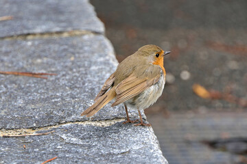 Closeup cute young European robin, erithacus rubecula or robin redbreast perched on a stone wall 