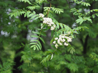 Branch of a red Rowan tree with green leaves and white flowers in the Park in spring. Natural landscape in springtime