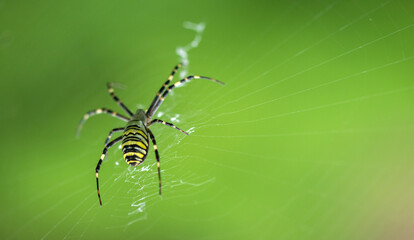 A scarce garden spider sits on a web, a big plan on a green background
