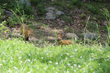 Red fox kits outside their den