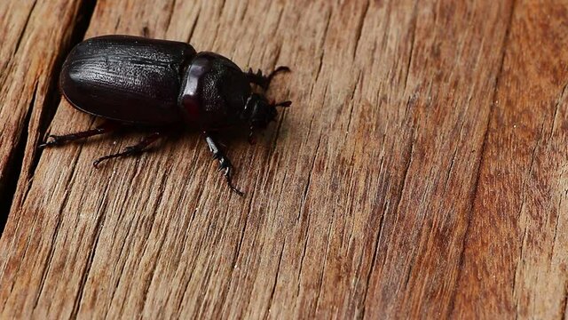 close up beetle  insect bug nature macro wild animal life