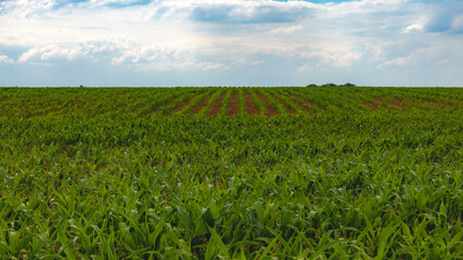 Fototapeta na wymiar corn field in sunny day