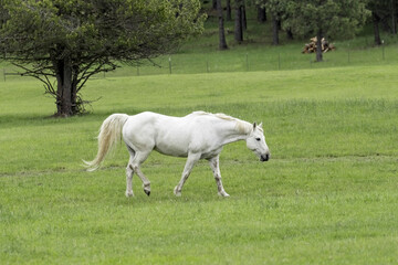 Obraz na płótnie Canvas White horse walks in green pasture.