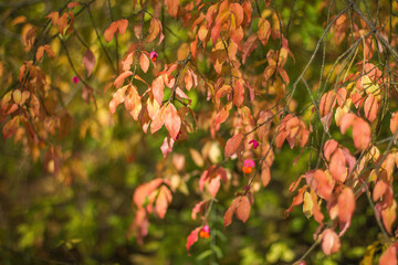 Tree with red, orange and yellow leaves with red poisonous little berries on a background of green background.